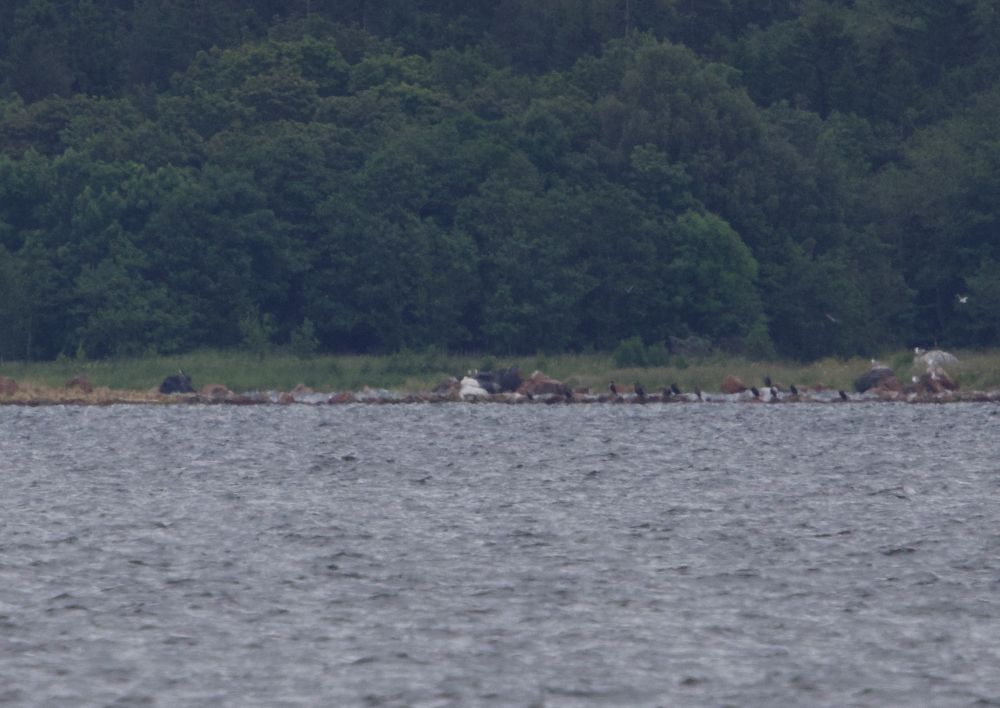 Ultra-long distance record shot of Sweden's first Dalmatian Pelican sleeping on a rock at 3.8km range: Gävle, Sweden, June 2025