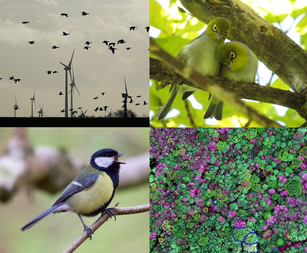 Composite of four images relating to DPhil projects in Ornithology to start at Oxford in Oct 2025. Clockwise from top left: geese flying near a wind farm; pair of Silver-eyes (Zosterops); multi-spectral image of Wytham Woods; singing male Great Tit
