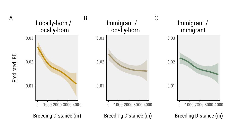 Predicted relationship between physical distance (breeding location) and identity-by-descent for different pairwise comparisons of breeding Great Tits in Wytham Woods, Oxfordshire. The effect of distance is strongest for pairs of locally-born birds, and weakest (but non-zero) for pairs of immigrants