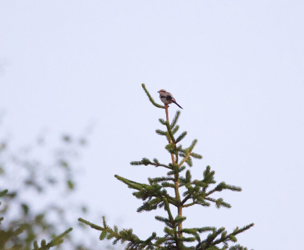 Great Grey Shrike, Värmland, Sweden, July 2025