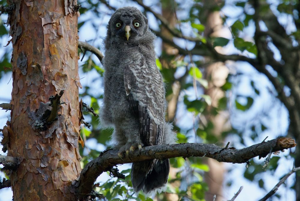 Fledgling Great Grey Owl, Sweden, July 2025