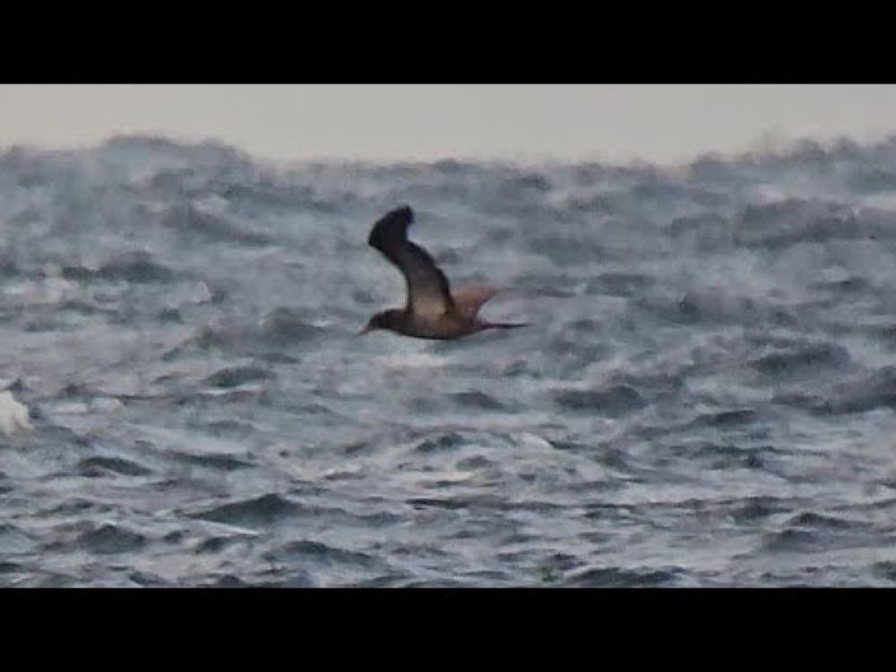 Brown booby 1 cycle, Nabben, Falsterbo 2024-09-25