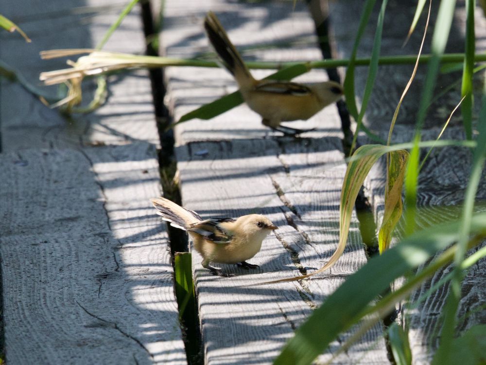 Juvenile Bearded Tits, Hjälstaviken, Sweden, July 2025