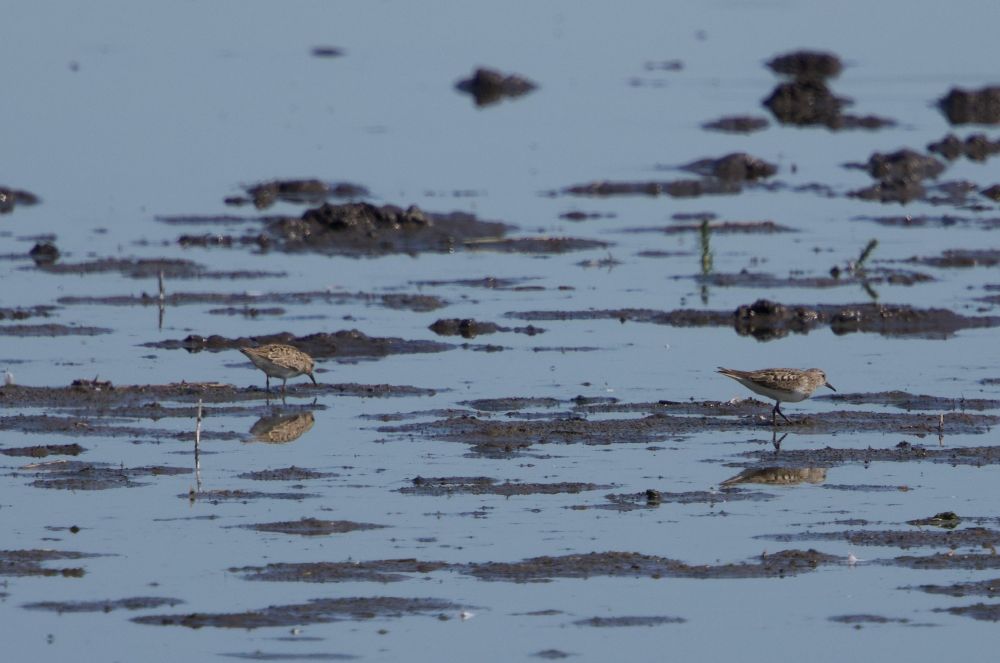 Two Temminck's Stints, Sweden July 2025