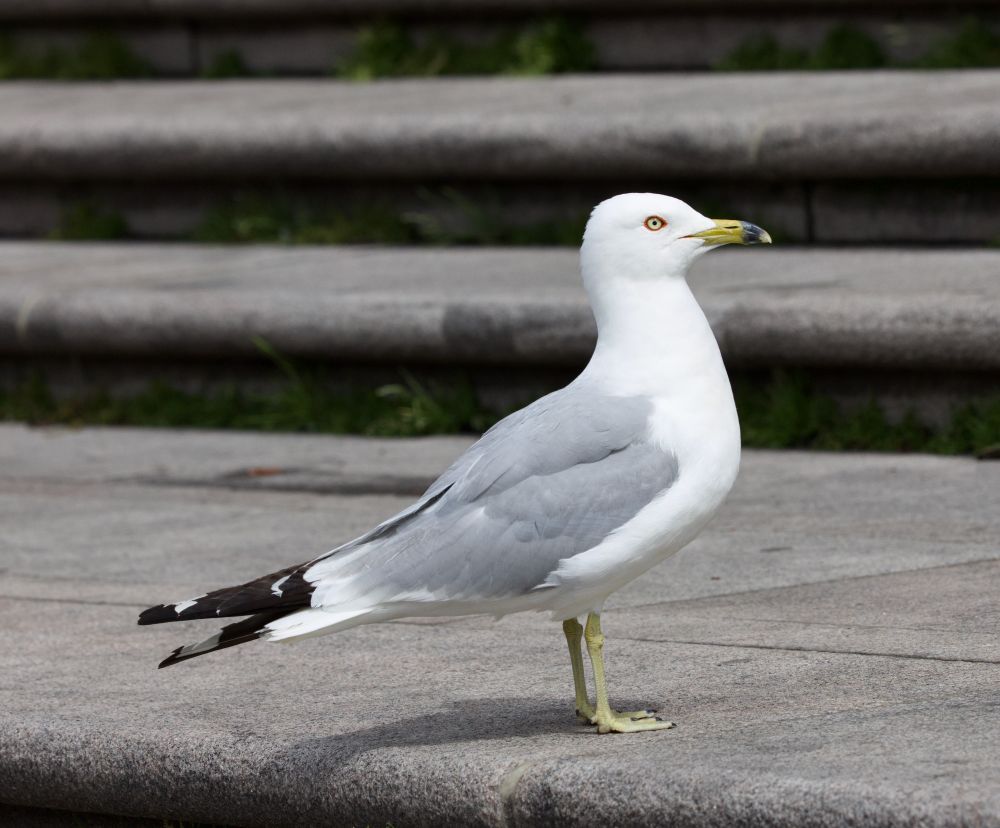 Adult Ring-billed Gull, Stockholm, July 2025