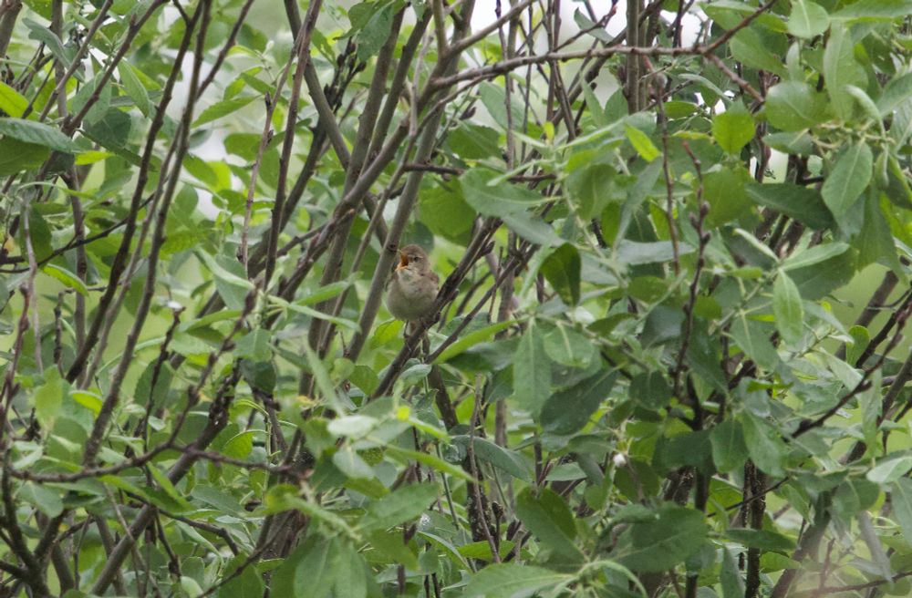Singing male Blyth's Reed Warbler, Knivsta, Stockholm, July 2025