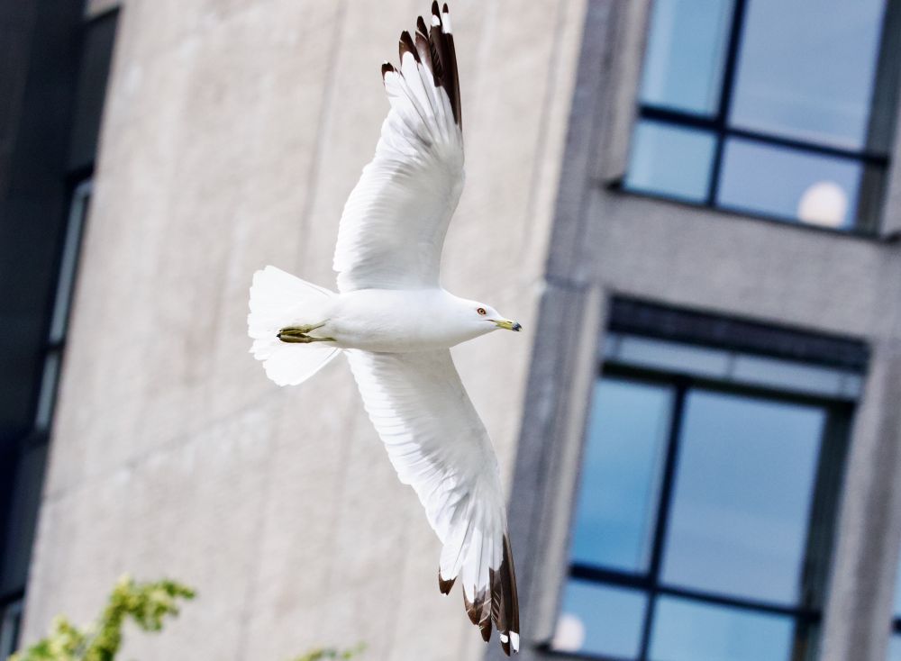 Adult Ring-billed Gull, Stockholm, July 2025