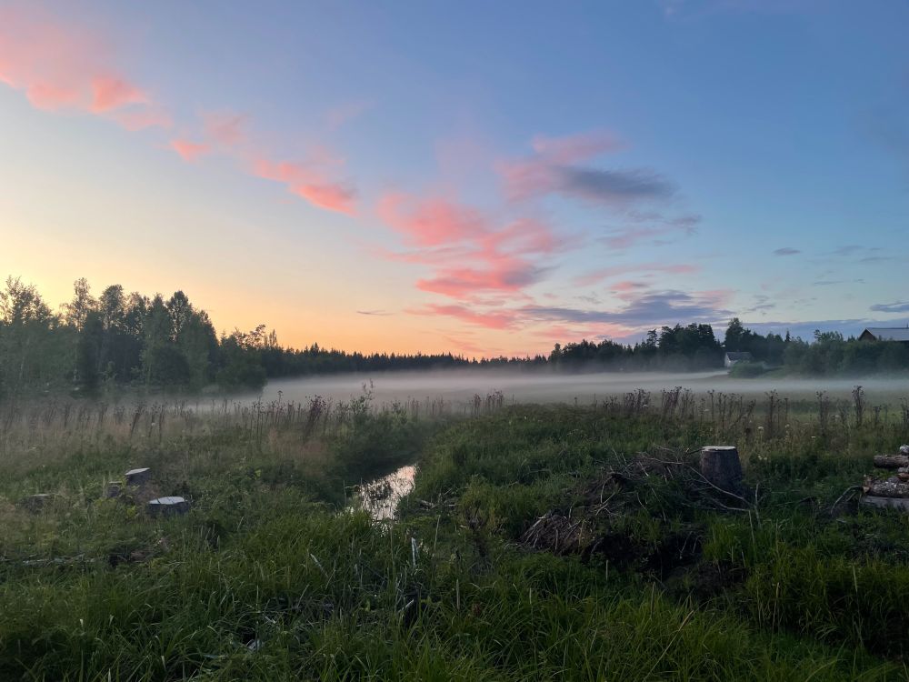 Forest clearing near sunset, Värmland, Sweden