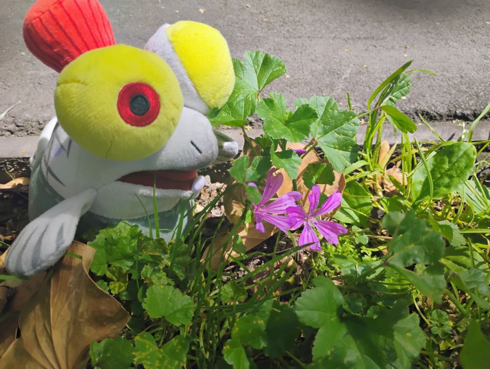 smallfry looking inquisitively at a purple flower