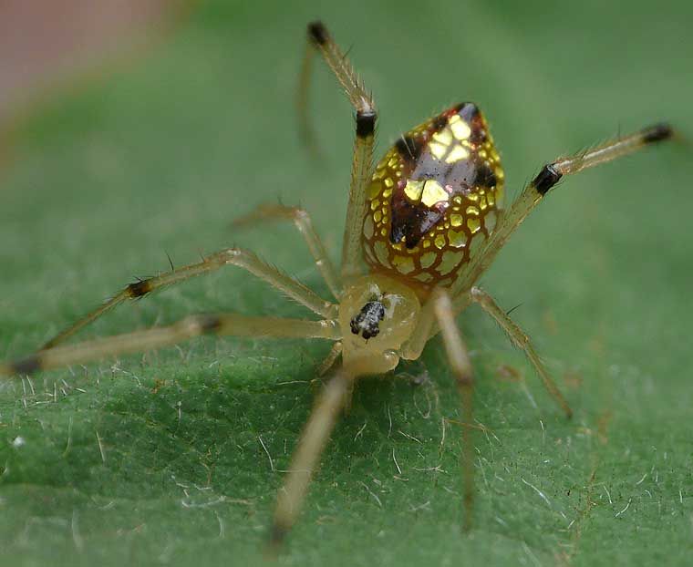 Beautiful sequined spider: translucent, delicate, and sequined by nature