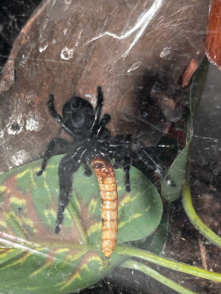Ventral view of a regal jumping spider gnoshing on a mealworm.