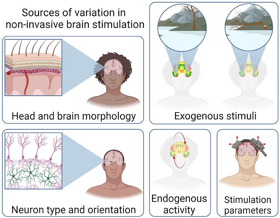 An illustration showing sources of variation in non-invasive brain stimulation. This includes head and brain morphology, neuron type and orientation, exogenous stimuli, endogenous activity and stimulation parameters.