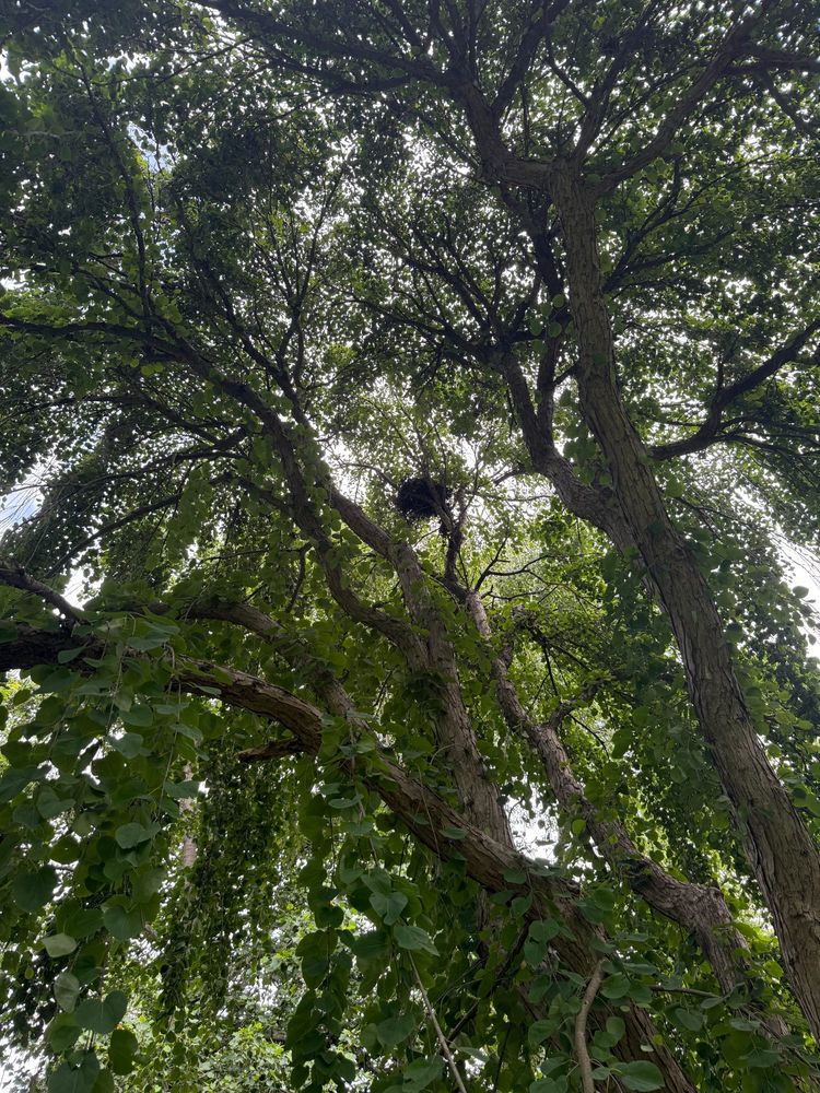 View of what's perhaps a willow tree that has a nest on it. It's very green and droopy. Kinda like how I feel in the humidity 