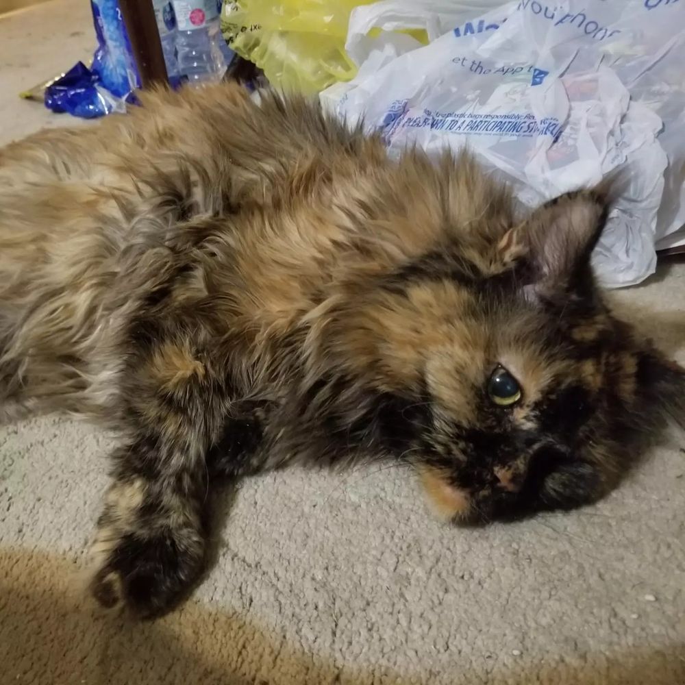 But she'll settle for pettings!