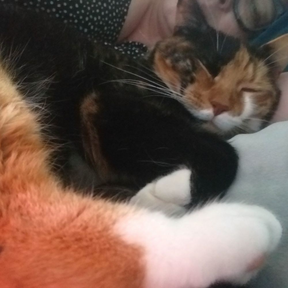 Photo of sleeping cat.