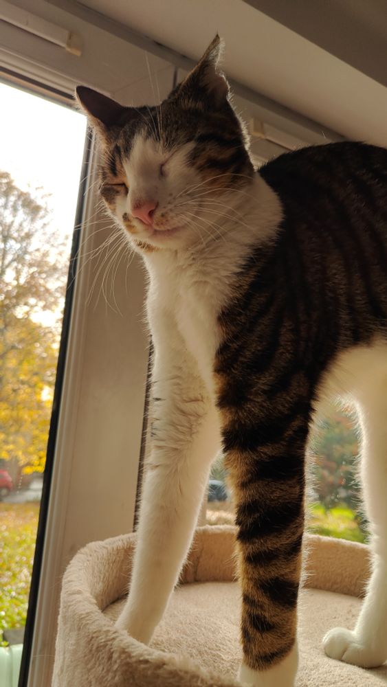 a white and tabby kitten stretching, but not in the way you think (back arched)