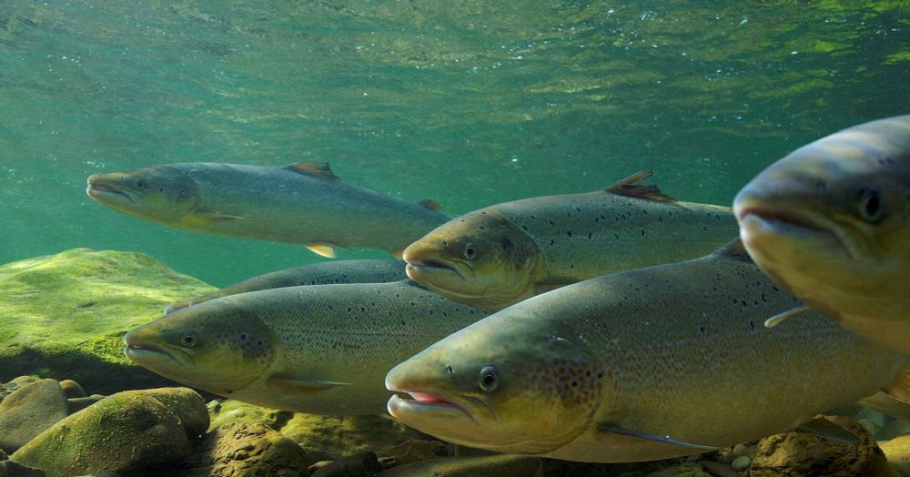 England's salmon population sinks to new low due to poor water quality