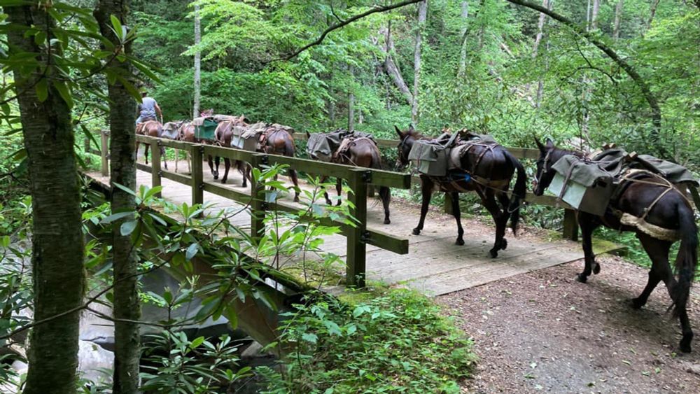 Hurricane Helene relief: Mules helping to bring supplies to residents in North Carolina