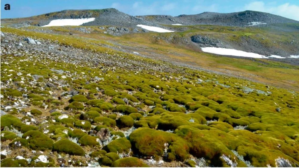 Antarktis wird grün: Forscher alarmiert über rapide Vegetationszunahme