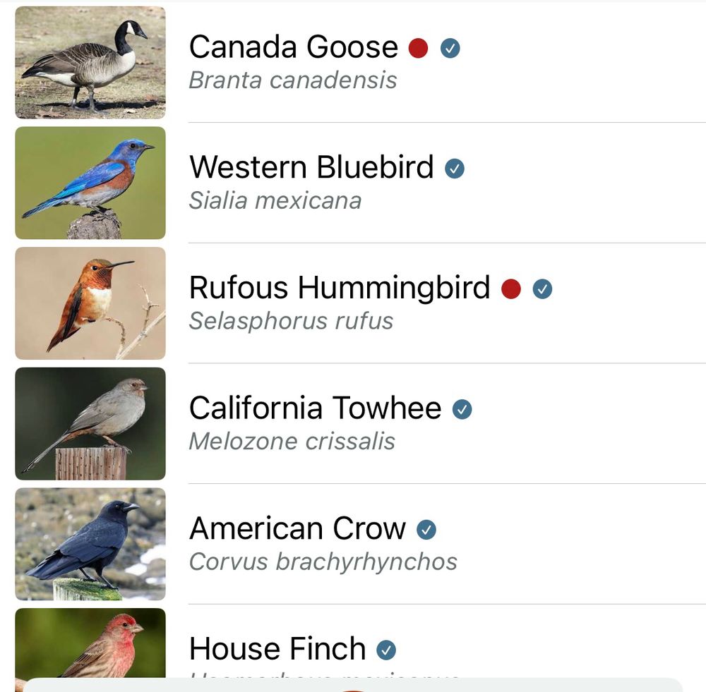 Canadá goose, western bluebird, rufous hummingbird, California towhee, American crow, house finch