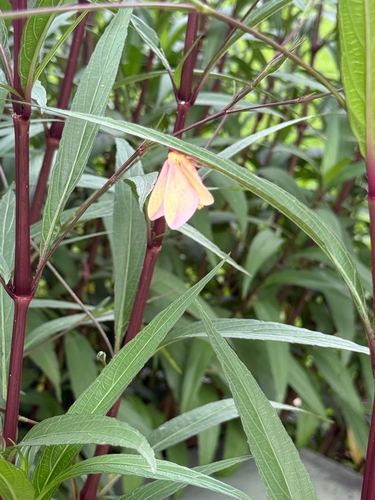A fuzzy pastel pink and yellow moth hanging out on the underside of a leaf.