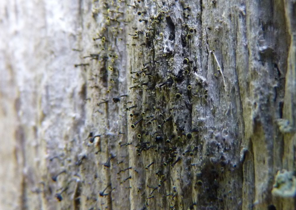 A colony of calicioid fungi on some exposed rotten wood, most with yellow rings around their stipitate apotheciate named Calicium trabinellum. The ones which lack yellow rings are much thicker and are a different species.