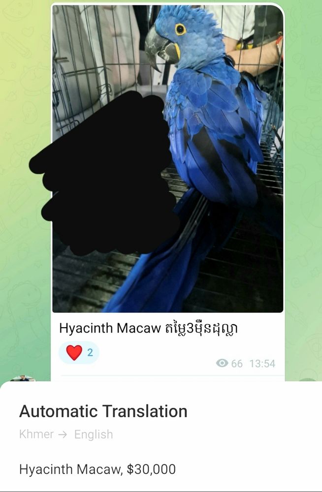 Screenshot of Telegram message advertising a strikingly blue Hyacinth macaws for sale at the price of $30,000