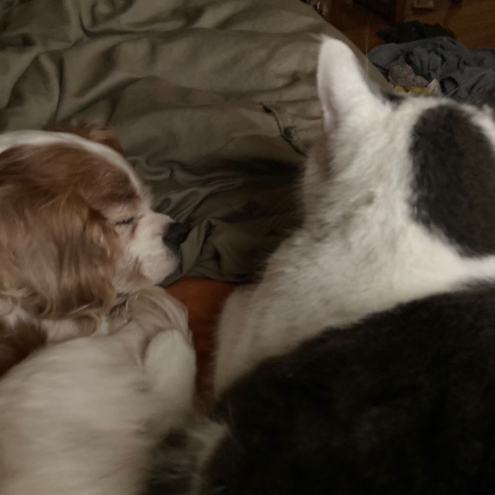 Sleeping dark grey and white cat and brown and white cavalier spaniel, curled up on crumpled sheets