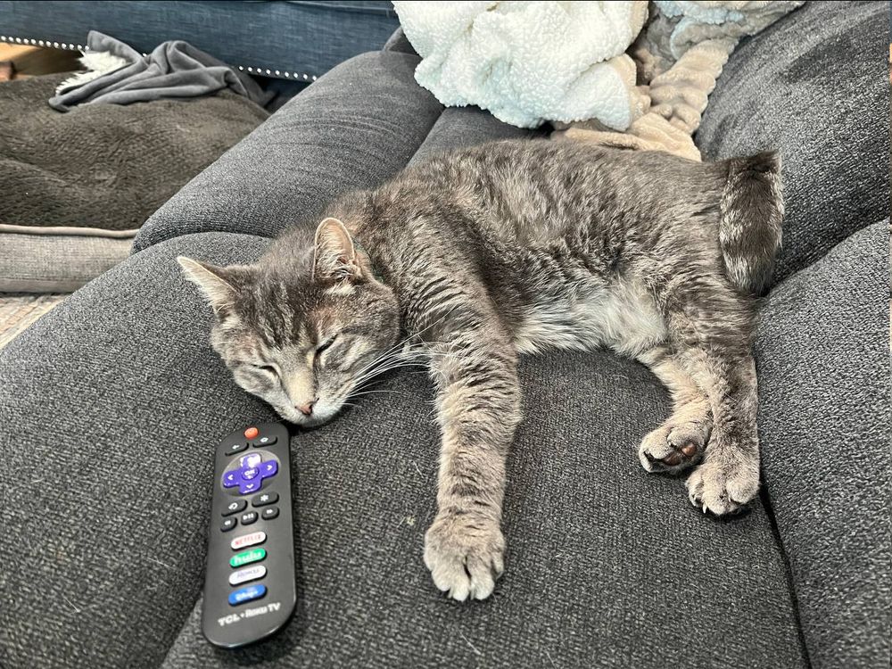 a grey tabby cat sleeping on a grey couch
