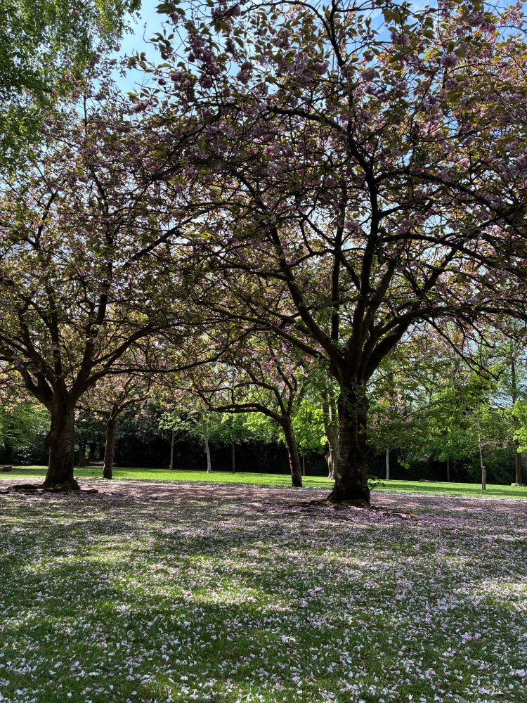 Cherry trees blossoming.