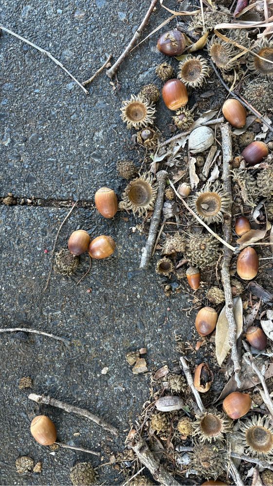 道路に落ちている椎の実