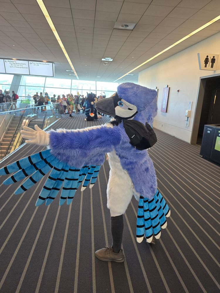 Image taken at #anthrocon2025 of a blue jay fursuiter showing off their feathers 