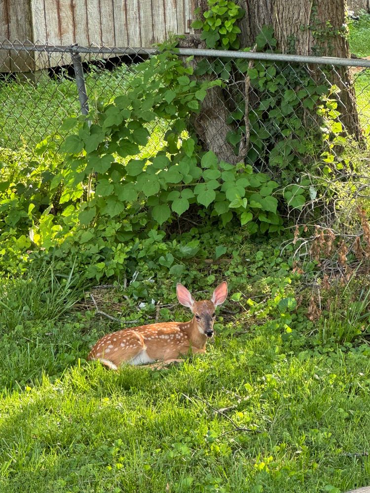 Fawn laying on grass.