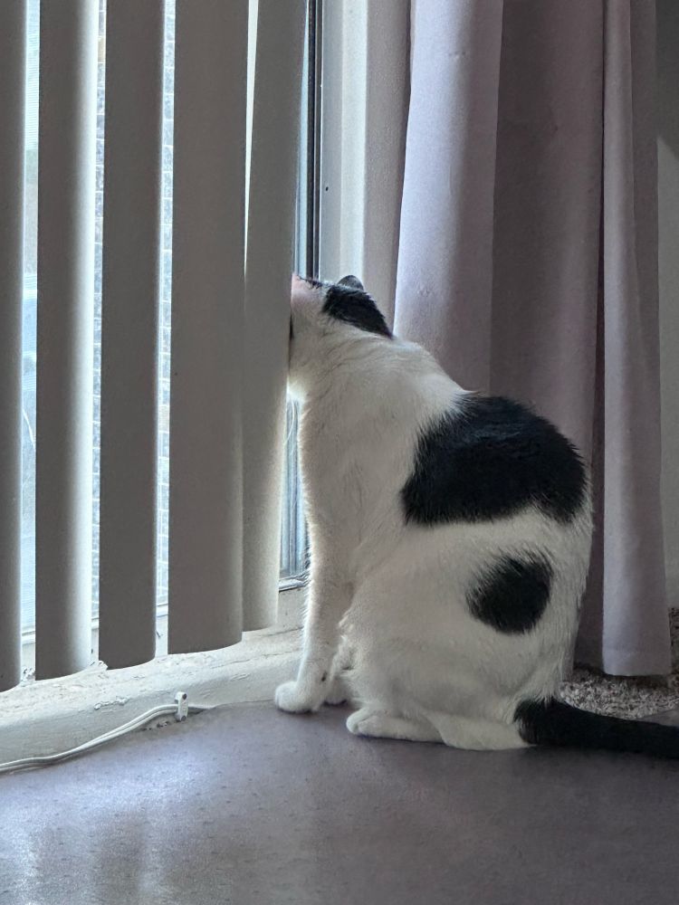 Black and white cat sticking its head through blinds to look out a window