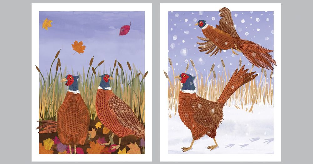 diptych of two pheasants in a fall setting and two pheasants in a winter setting. illustration created from scanned-in ink washes and details drawn over digitally.