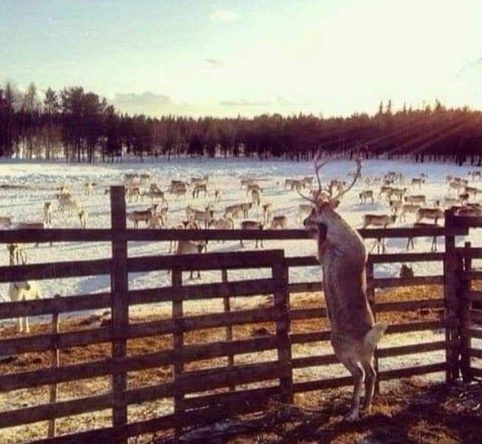 A single deer looking over a fence at a herd of deer on the other side of the fence