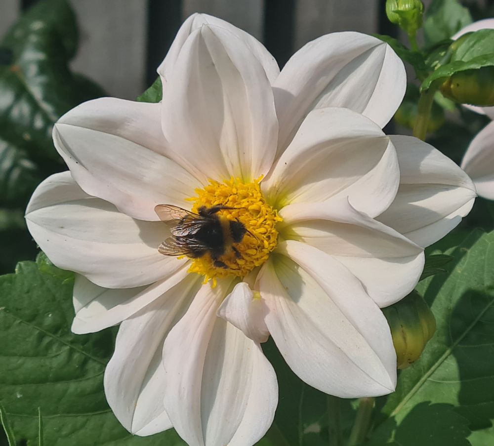 A hungry bee enjoying breakfast