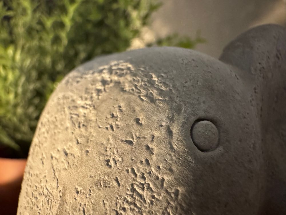 Close-up of the elephant’s forehead and eye