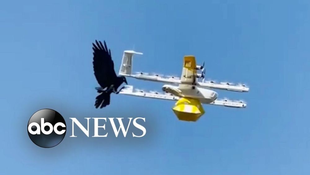 Raven attacks drone delivering coffee | ABC News