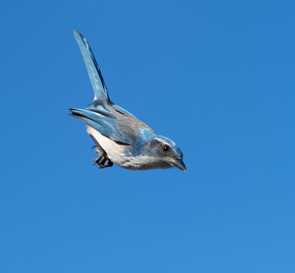 A blue Scrub Jay isolated in a blue sky, in full dive bomb position– wings swept back, landing gear stowed, his beady eye locked on a target just out of frame… a peanut, perhaps. 