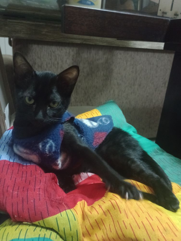 gato preto com roupinha