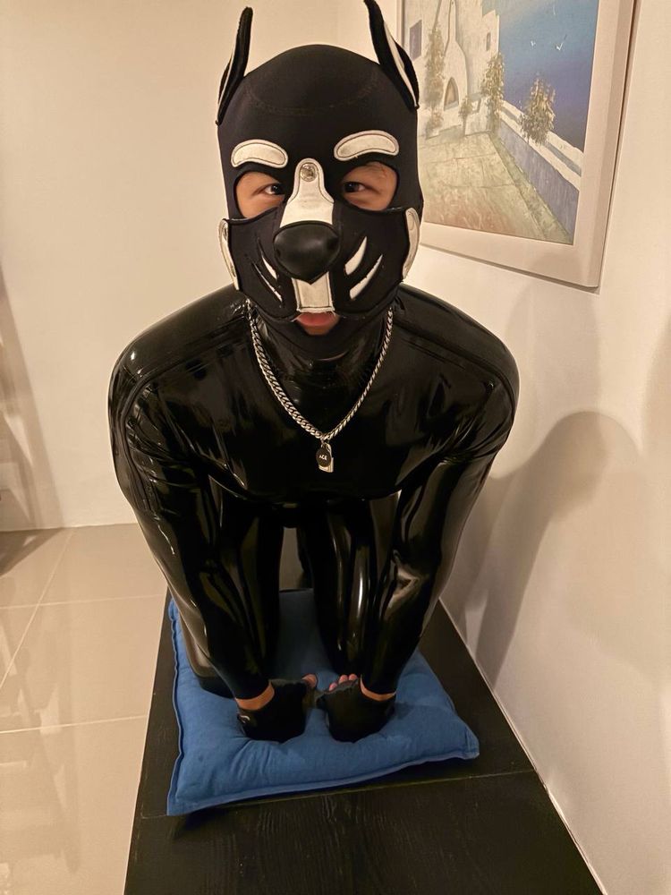 Ace in a good-boy pose on a blue pillow.