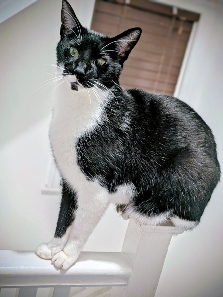 Black and white cat perched on a banister 