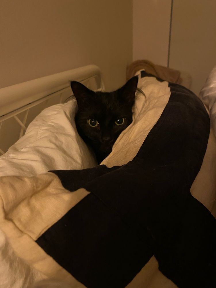 Dewey the black cat is under the bedsheets.