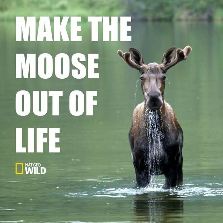 A moose in water with the caption make the moose out of life.