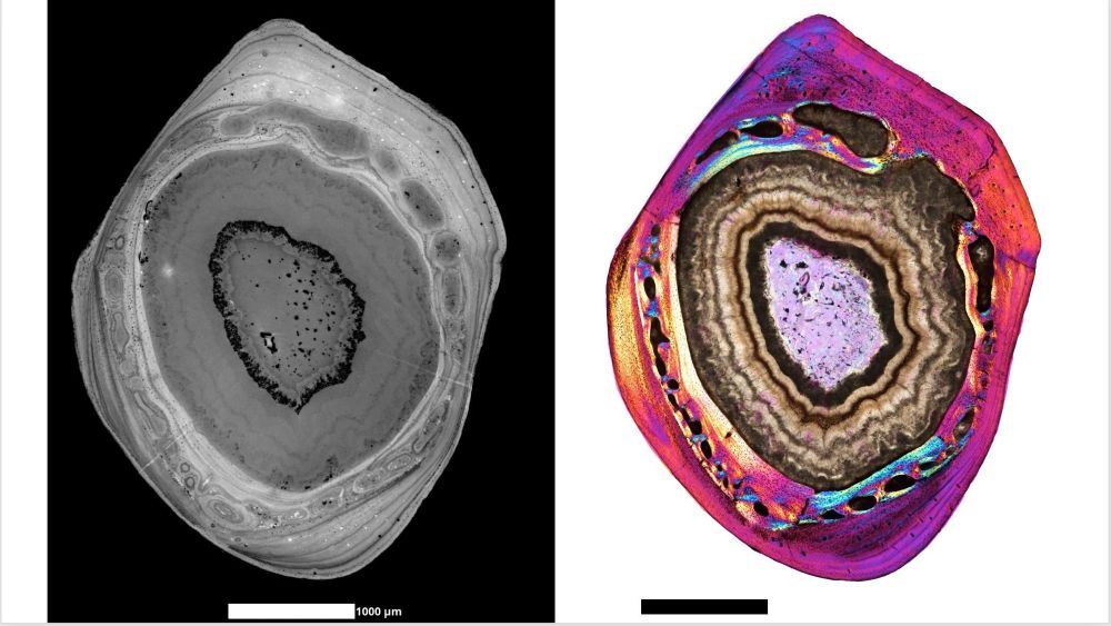The left image is a grey value CT scan of a fossil bone thin section. The right image is the same fossil bone viewed under cross-polarized light microscopy with brightly colored pink, purple, blue, and yellow colors indicating bone mineral fiber orientations. The inside of the bone’s marrow cavity is infilled with brown crystals that look like a geode. 