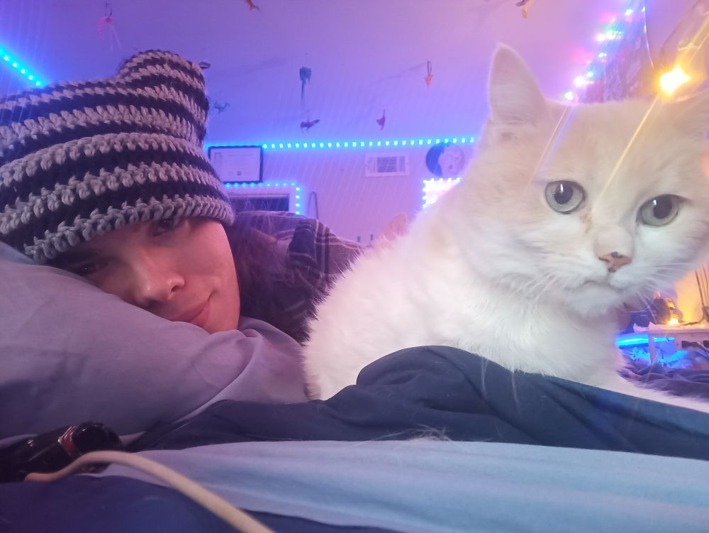 nekos.gay lying next toba white and orange kitty
