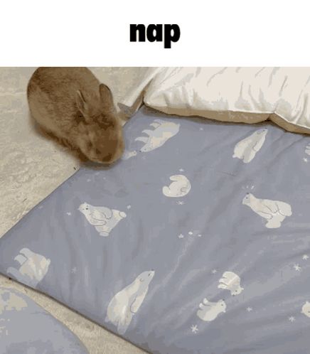 a rabbit is laying on a blue blanket with polar bears