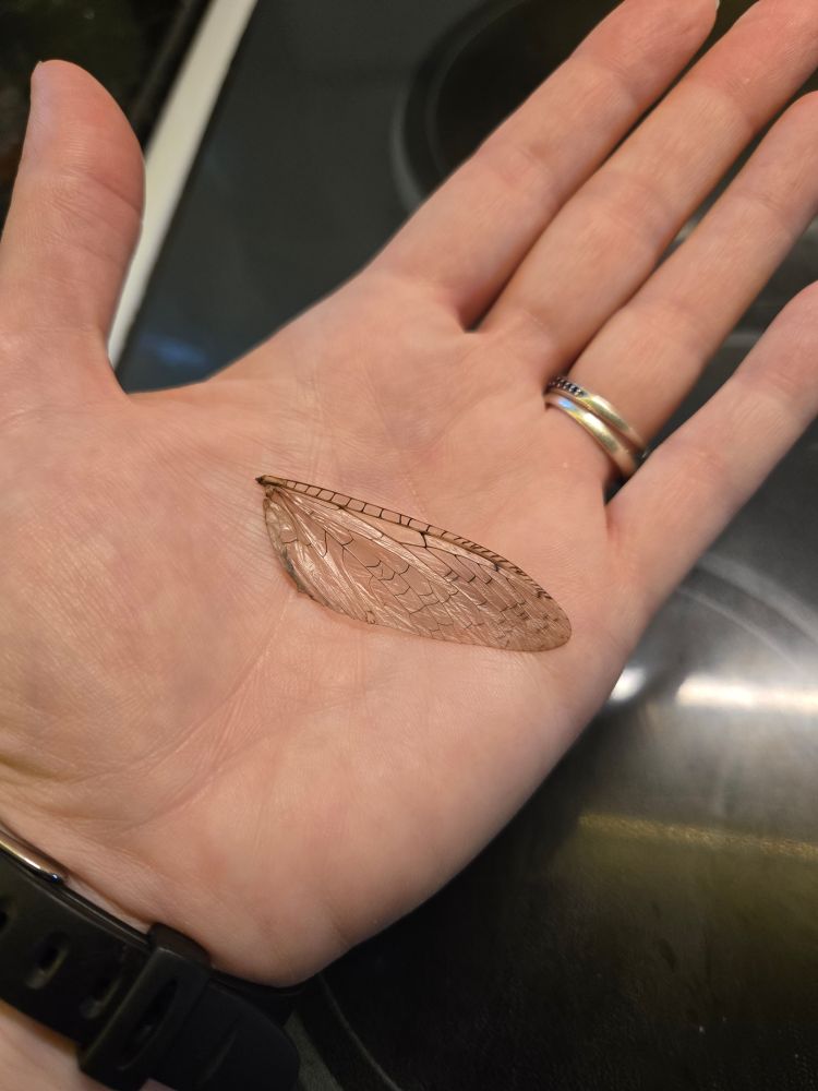 A perfect, translucent dragon fly wing rests in an open hand. 