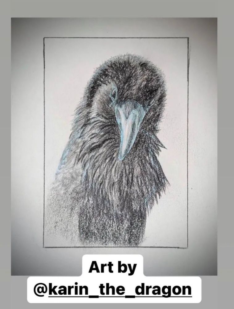 Loki the raven in pencil